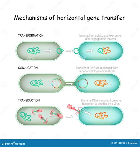 Horizontal And Vertical Gene Transfer In Bacteria at Phoebe Groves blog