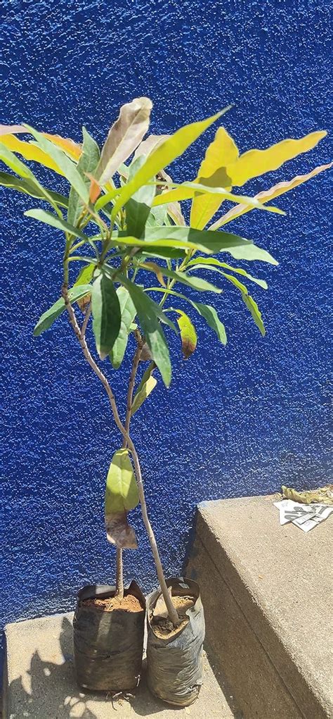 Aspen Rare Medicinal Mahua Tree/Madhuca longifolia Live Plants with ...