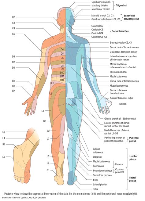 Peripheral Nerve Distribution 的图像结果