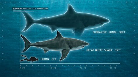 Megalodon-Size-Comparison - Pilgrim Media Group