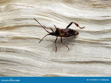 Brown Beetle with Long Legs Stock Image - Image of beetle, texture ...