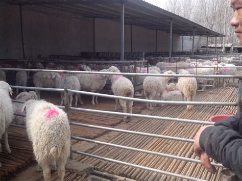 羊舍怎么建造 养50只羊需要多大的圈舍 种羊养殖场