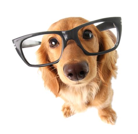 dog-with-glasses-1080 | Animal Vision Center of VA