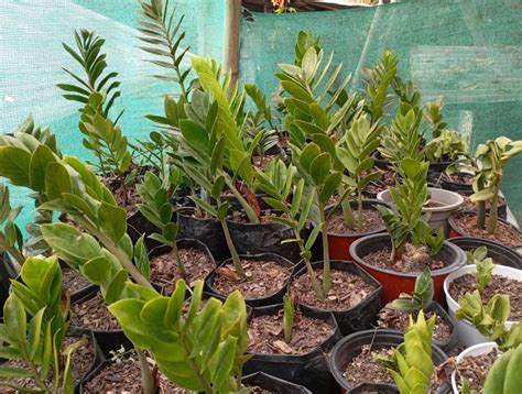Zamia Cycas Plant Supplier from Kalimpong