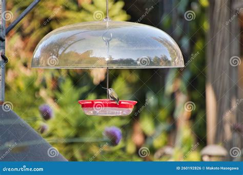 A Flat-type Hummingbird Feeder Hanging on the Stand. Vancouver Canada Stock Photo - Image of ...