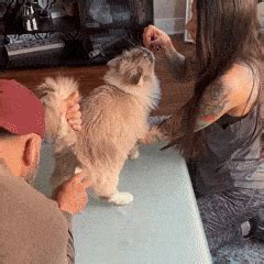 CleanPaws™ Electric Fur Trimmer (Rechargeable) – My Store