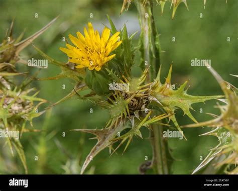 Spanish oyster thistle, Scolymus hispanicus in flower. Spain Stock ...