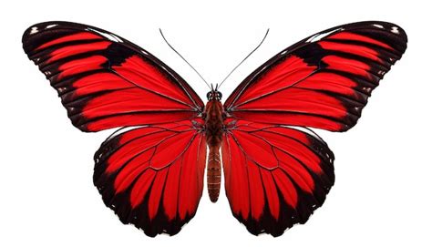 Image result for Buterfly Side View