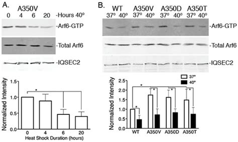 Daily Brief Heat Therapy Reduces Seizures in A350V IQSEC2 Mice and Is ...