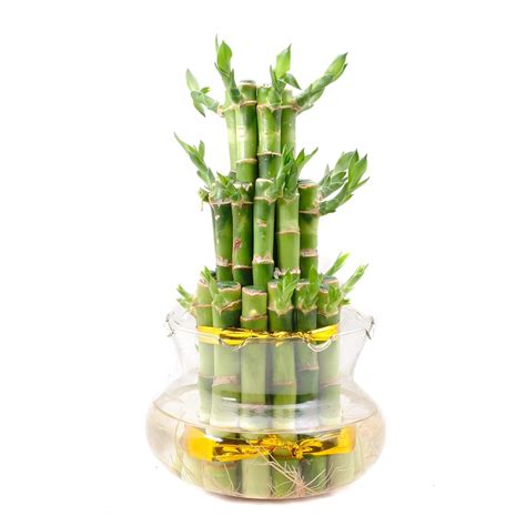 PLANTSOUK Lucky Bamboo Live Plant (Large- 3 Layer Bamboo) : Amazon.in ...