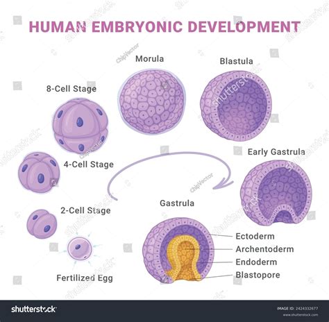 Image result for Process of Human Embryonic Development