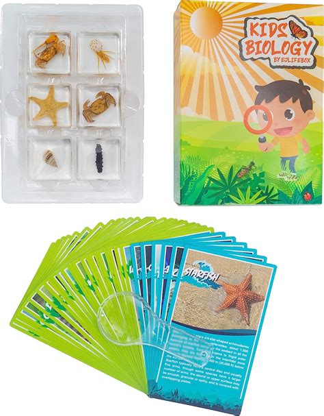 Buy EJLIFEBOX 6 PCS Marine Life Specimen Set,Hermit Crab,Fiddler Crab ...