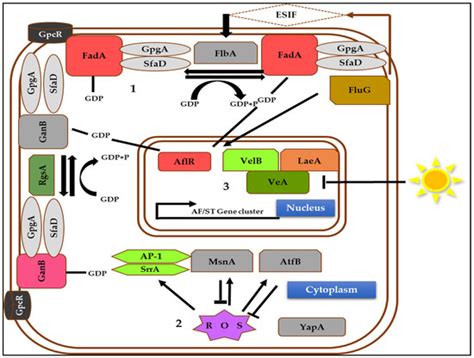Aflatoxin Biosynthesis, Genetic Regulation, Toxicity, and Control ...