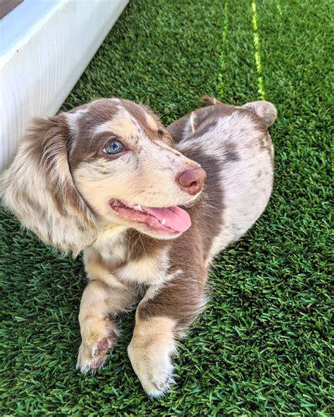 Long haired dachshund puppies for sale | All Dachshund