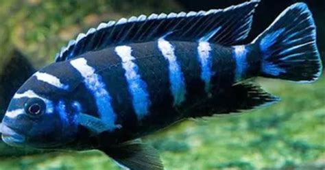 Buy Demasoni Cichlid Fish Online | Vibrant Freshwater Aquarium Fish