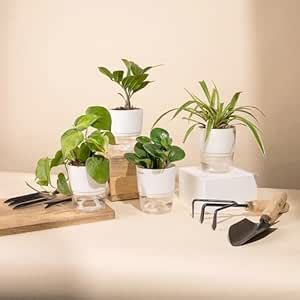 KYARI Money variegate-Spider-Peperomia Green-Zamia Green Combo of 4 ...