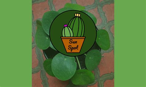 Image result for Java Fern Windelov Care