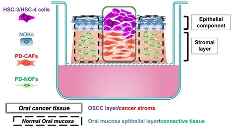 Development and Characterization of a Three-Dimensional Organotypic In ...