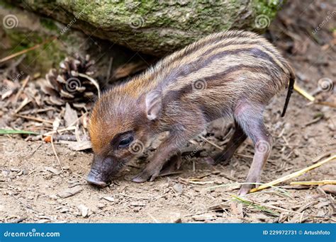 Endangered Small Baby of Visayan Warty Pig Stock Image - Image of ...