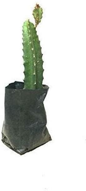 Dragon Fruit Plant Online in India | Flipkart | 04-Jul-25