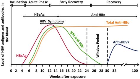 Antibody Levels Chart at Pearl Jenks blog