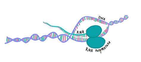 Transcription Biology Diagram