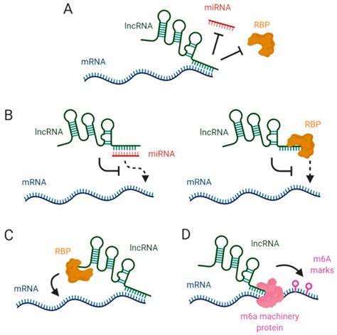 Image result for Gene Expression Control Plant Cells microRNA