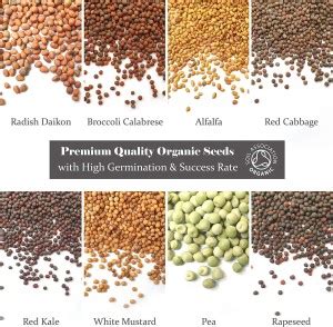 CYBEXIS Sprouting Microgreen 8 Variety Starter Packs Seed Price in ...