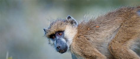 Image result for Why Baboons Attack Humans