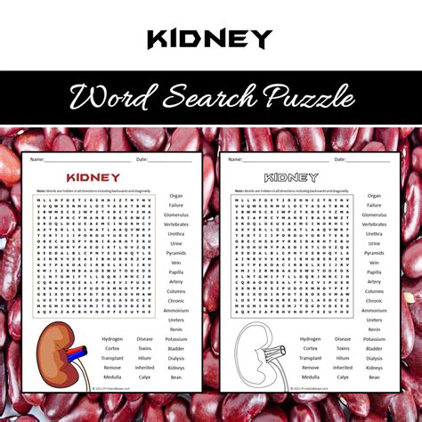 Kidney Word Search Puzzle Worksheet PDF – PrintableBazaar