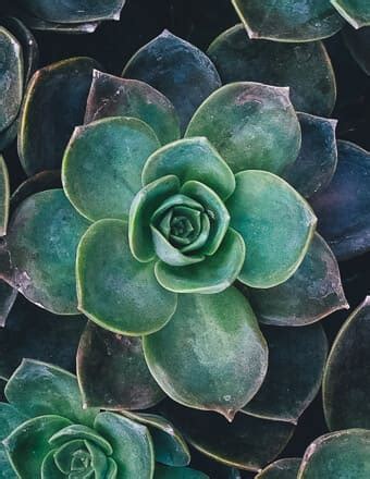 Benefield Funeral Home | Recent Obituaries | Wedowee, Alabama | Who ...