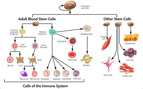 Stem Cells- Definition, Properties, Types, Uses, Challenges