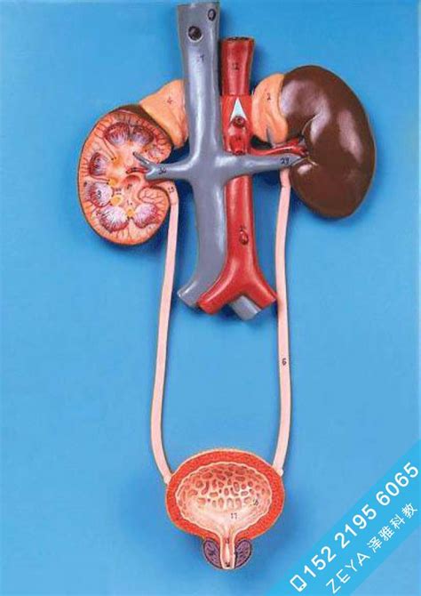 泌尿系统模型 - 高级人体解剖医学模型 - 医学教学训练模型-泽雅科教
