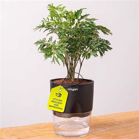 Kyari Aralia Green Live Plant with Black Self Watering Pot - Small 4 ...