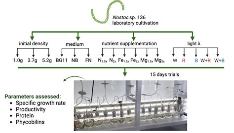 Unveiling the Cultivation of Nostoc sp. under Controlled Laboratory ...