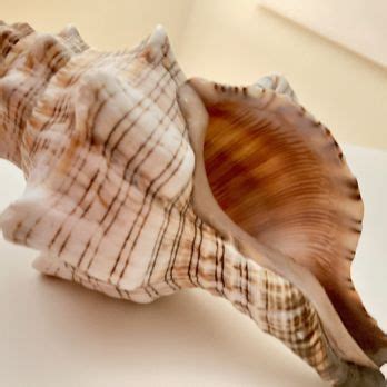 Image result for Shell World