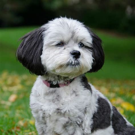 Shih Tzu Poodle Mix Haircut