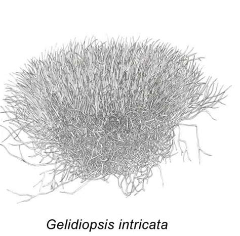 Gelidiopsis intricata