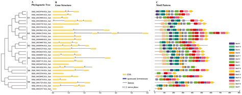Carotenoid Cleavage Dioxygenase Gene CCD4 Enhances Tanshinone ...
