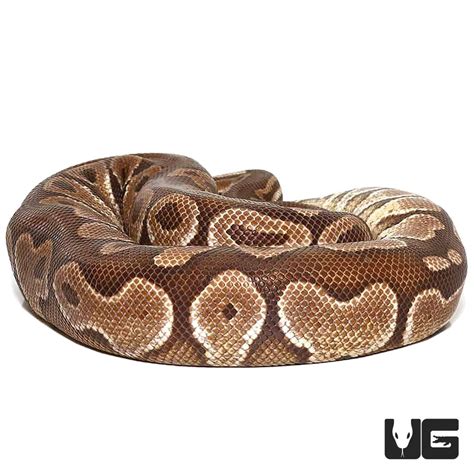 Image result for Lesser Ball Python