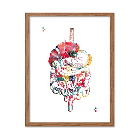 Buy Digestive System Anatomy Watercolor Art 8x10 inc. Unframed Print ...