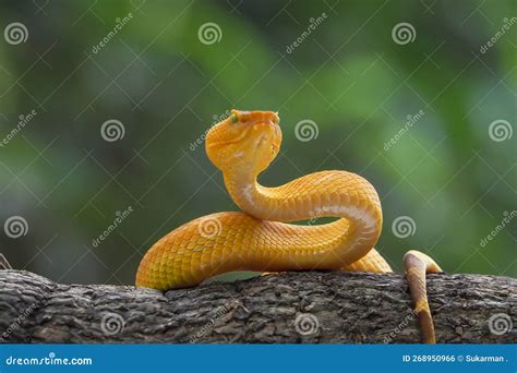Yellow Flat-nosed Viper ( Craspedocephalus ) Hanging on a Branch. Beautiful Colored Venomous Pit ...