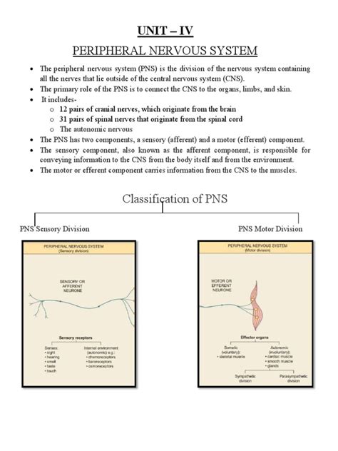 Understanding the Divisions and Functions of the Peripheral Nervous System | PDF | Autonomic ...