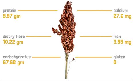 Jowar Seeds, White Millet, India Sorghum - Benefits | Slurrp Farm