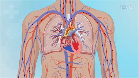 Video: Anatomy of Blood Vessels