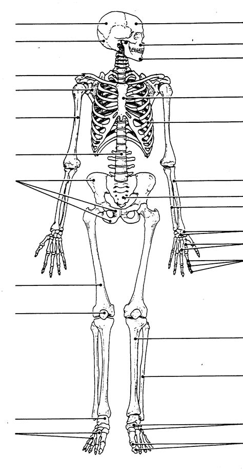 Labeled Human Skull Diagram Printable | Human body worksheets, Human skeleton, Human skeleton ...