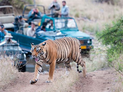 Ranthambore National Park |National Park in Rajasthan | TimesTravel