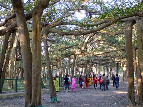 Largest banyan tree in the world ,Kolkata, Man and tree 01