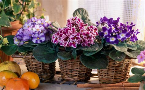 African Violets