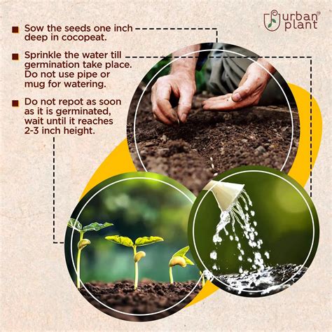 Buy Flower Seeds Online India - Fresh, High-Quality Gardening Seeds ...